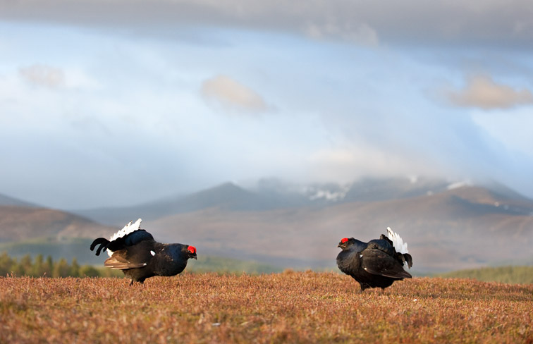 Black grouse Tetrao tetrix adult males displaying at lek on heather moorland with Lochnagar in background. Near Ballater, Cairngorms National Park, Scotland. May 2009. Taken from hide on edge of lek. 